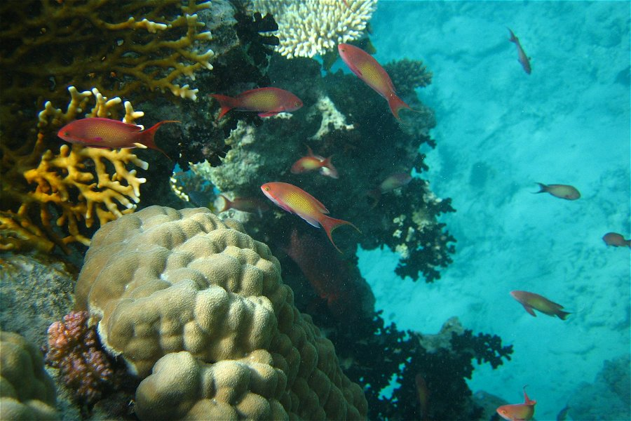 Coral reef &copy;M&aring;rten S&ouml;rliden