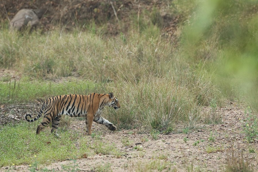 Bengal Tiger &copy;Hans Veth