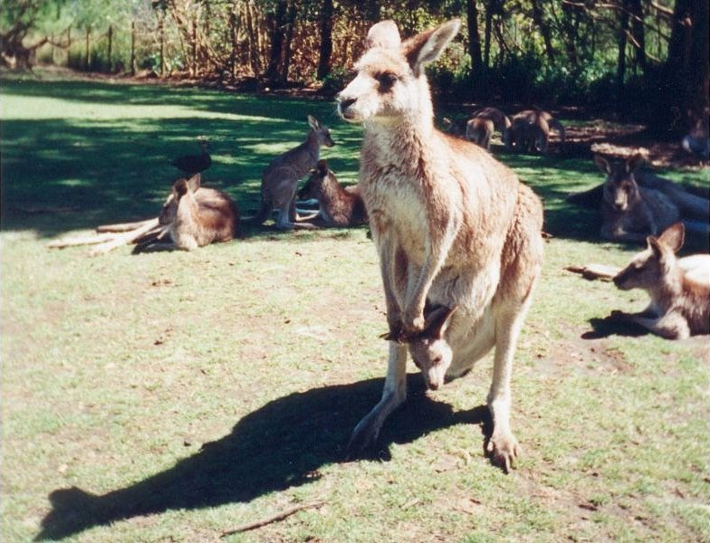 Sydney