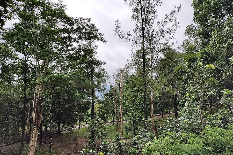 Bung Hatta Grand Forest Park &copy;Denny Prasetya Anwar
