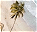 Photo of Amber Coast