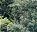 Photo of Bohemian Forest