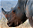 Photo of Hluhluwe-Imfolozi Park