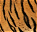 Photo of Jim Corbett National Park