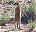 Photo of Kalahari Gemsbok National Park
