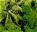 Photo of Kosrae
