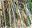 Photo of Margoon Waterfall