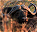 Photo of Mkhaya Game Reserve