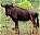 Photo of Mlawula Nature Reserve