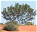 Photo of Munga-Thirri-Simpson Desert National Park