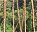 Photo of Nyungwe Forest Reserve
