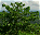 Photo of Peradayan Forest Reserve