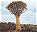 Photo of Quiver Tree Forest