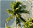 Photo of Seenu Atoll
