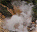 Photo of Sulphur Springs