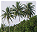 Photo of Swains Island