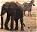 Photo of Tarangire National Park